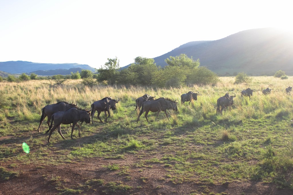 Châu Phi và những câu chuyện chưa kể (V): Những kẻ đi&nbsp;săn